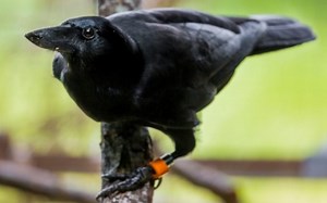 The New Caledonian crow is way smarter than we thought