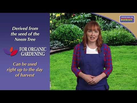 Bonide Neem Oil Ready-To-Use