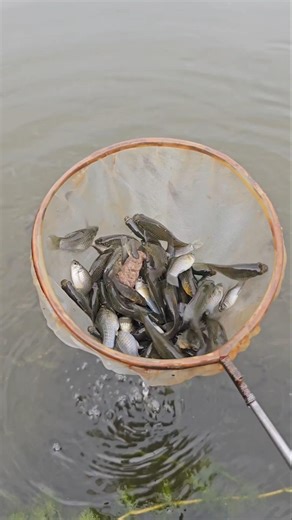 Catch fish using a net