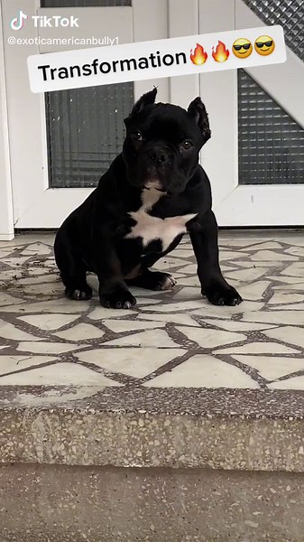 Transformation😎😎🔥🔥#transformation #bully #micro #americanbully #dog #video #viral #tiktok #trend #trending #fy #foryou #foryoupage #fypシ #fyp