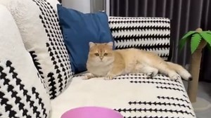 Electric Interactive Cat Toy, Interactive Cat Ball Launcher with Telescopic Rope, Kitten Play with Automatic Motion Entertainment Enrichment, Electric Cat Teaser for Boredom Relief
