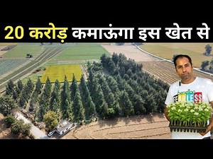 चंदन की खेती कैसे करें | White Sandalwood Tree | Sandalwood Farming