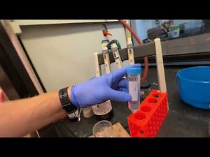 CTAB DNA extraction