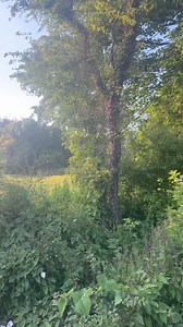 Our house is called ‘Throstlegate’. Throstle means Thrush in old English. Delighted you can still hear both Song and Mistle Thrushes here. A sadly rarer sight and sound due to habitat loss. Farming and housing is less intensive here and they are surviving…, | Little Silver Hedgehog