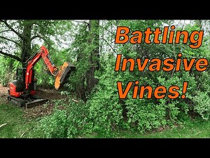 Battling Invasive Vines with Forestry Mulching!