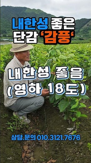 내한성 좋은 단감'감풍'#단감#감풍#감풍묘목#단감종류#감#감농사#내한성좋은단감#추위에강한단감#경산감풍묘목#감풍묘목판매#경산갑을농원#갑을농원#경산종묘상#단감농사#경산묘목단지