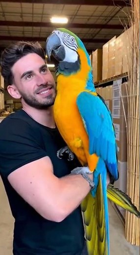 Giant Parrot Perched Proudly