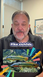 This is the WORST Tank Mate Pt. 2 Pike cichlids: a beautiful addition or a risky choice for your tank? These striking fish might catch your eye, but they come with challenges. Their size and endless appetite can quickly disrupt a peaceful tank. Add one to your aquarium, and you might witness bullying and aggression. These fish are known for causing trouble with other tank mates. A balanced tank is key to a healthy environment, and sometimes that means skipping the pike cichlid. Now you're armed 