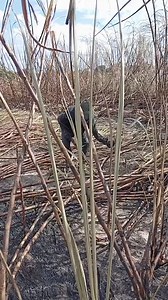 31K views · 588 reactions | ............... . . . #reelsviralシ #reelsfacebook #reelsviral #RocaAFazenda #fazendasavenda #novelasglobo #fazenda #novelas #usina #zlatan #usinagem #nagem #canavial #canadeacuca #boiafria #fazendariogrande | Coisas de Roça | Facebook