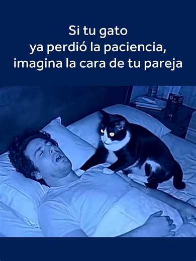 El encantador gato que despertó a su dueño por ronquidos
