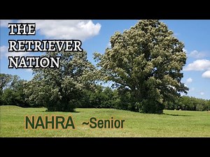 What is a NAHRA SENIOR HUNT TEST? Join us for Test Day 2 at the Central Regional and find out! ~ TRN