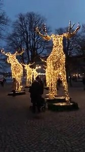 50K views · 4.6K reactions | The moose family in Nybroplan + all of the other moose, reindeer and Christmas decorations in the city started shining this weekend! ✨ Video by instagram.com/visitstockholm More info: https://www.stockholmsjul.se/in-english/ | Visit Stockholm | Facebook