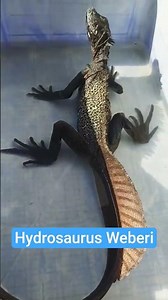🔥 The Rarest Lizard Alive?! Meet the Hydrosaurus Weberi! - Halmahera sailfin dragon #rarelizard