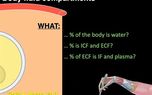 【医学生理学|体液组成】Body fluid compartments