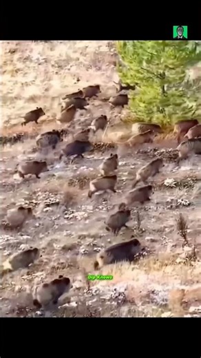 Catching Wild Pigs🐷😱