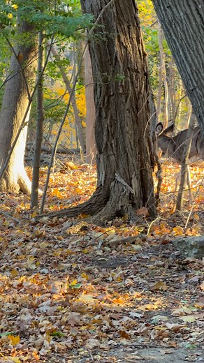 Good Morning Rhode Island. 🦌🍁❤️ #whatsgoingoninrhodeisland #rhodeisland #rhodeislandnature #deerphotography #deer | What's going on in Rhode Island