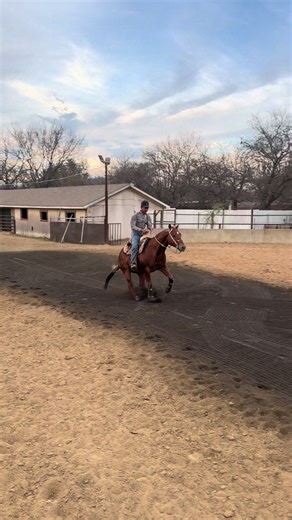 Exploring Charro Horses and Their Unique Traits
