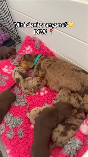 Mini Doxies: Adorable Dachshund Highlights
