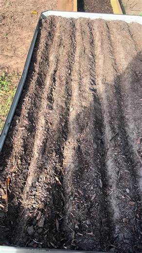 Guide to Planting Sweet Corn in Raised Beds