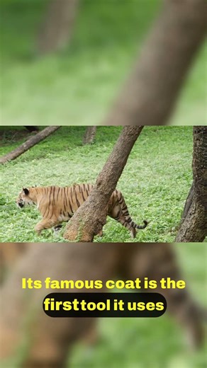 The Perfect Stalking Technique of Tigers 🌲