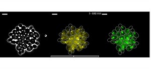 File:Origin-of-Irreversibility-of-Cell-Cycle-Start-in-Budding-Yeast-pbio.1000284.s010.ogv - Wikimedia Commons