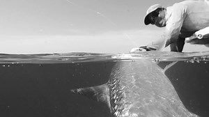 31 reactions | Cortland Line has been the dominant manufacturer of saltwater fly lines for decades. For any species and every water type, there is a saltwater line geared for you. #flyfishing #saltwaterflyfishing https://www.cortlandline.com/collections/saltwater-fly-line | Cortland Line | Facebook