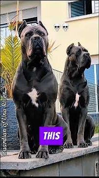 Wild Behavior Uncovered: Top 5 Strongest Dog Breeds in the World 💪🐶 #strongest #dog #shorts