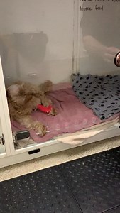 46K views · 11K reactions | Those days after surgery are tense, but when they take those steps and you see their little light shining again, it is an incredible moment. #SupervetER | Professor Noel Fitzpatrick | Facebook