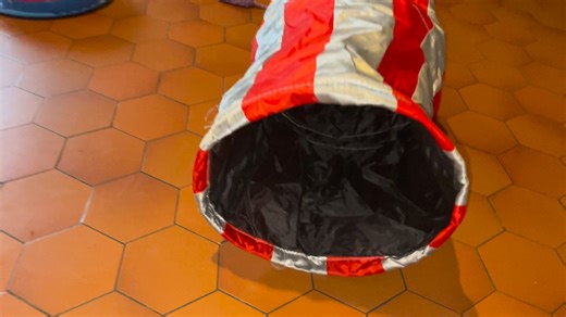 Les chatons et chats chez LADM, 15 novembre 2025. Les chatonnes Ariel et Aya sont à l'adoption, le chaton Angelo termine sa convalescence et le gentil Puffy et la timide Bitsy sont, sans grand espoir, également à l'adoption depuis des mois et des mois. © LADM/📸 Fabienne Colas. All Rights Reserved. | Les Amis de Mademoiselle (LADM), Association de Protection Animale
