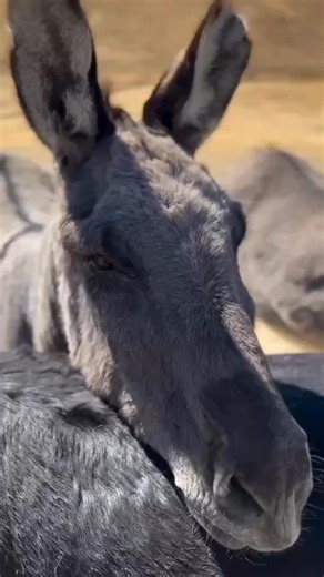 Today we’re celebrating World Donkey Day—a day to recognize and honor the incredible donkeys who have quietly served humanity for thousands of years with strength, resilience, and heart. At sanctuaries like ours, we know just how special donkeys are. They’re smart, affectionate, and full of charm—but all too often, they’re overlooked or misunderstood. Around the world, many donkeys face neglect, abandonment, or mistreatment. This day is a reminder that donkeys deserve kindness, care, and protect