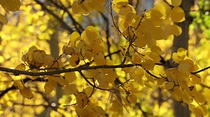 9.9K views · 2.7K reactions | Took a minute of the wind in the fall leaves to start your day. I'm starting my Thursday with photos for 40 kids under age 5. Have a great day. | Mike Williams Montana Photography | Facebook