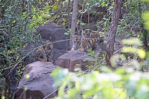 In rare behaviour, male tiger cares for cubs after mother's death