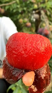 Really tasty ❤️🍑😋 #fruitfarm | Fruit Farm