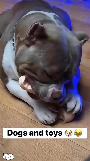 4.5M views · 66K reactions | Funny dog  #dog #doggo #dogsofinstagram #doglife #doglover | Amazing Photo of Paris | Facebook