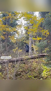 503K views · 6.1K reactions | A hunter records a MASSIVE sasquach smacking a tree with a branch! | Cryptid University | Facebook