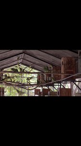 Green Ringneck Parrots | Birds Community