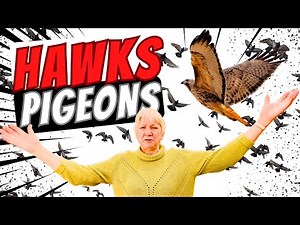 Pigeons vs. Hawks Attack Bird of Prey Prevention #racingpigeons