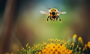 What Can I Do With Half Filled Honey Supers?