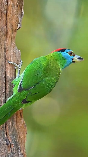 So beautiful nature | Rare Birds
