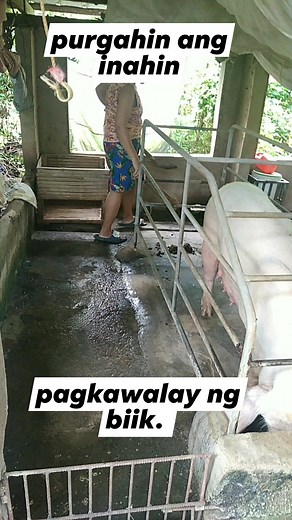 183K views · 2.6K reactions | Purgahin agad ang inahin pagkawalay ng biik. #piglet #pig #farming #Hograising #backyard #tips #latigo1000 #animal #viralreels #reelsvideo #fbreels #blessed #thankful | Putak Teh V | Facebook