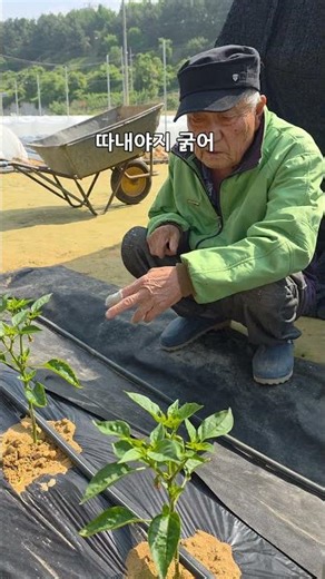 괴산청결고추 고추곁순을 왜? 이렇게 빨리따 놓으셨을까? 청정괴산 충북괴산 괴산군민 유튜브 크리에이터 오가농원 #shorts