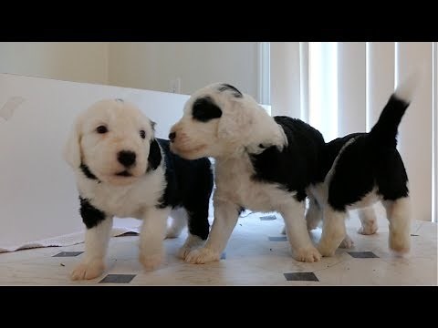 Cutest Sheepadoodle Puppies 4 Weeks Old