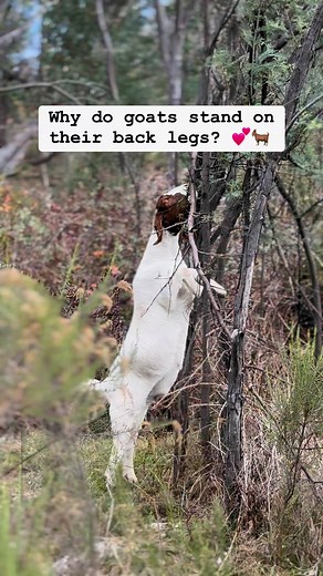 7.5K views · 516 reactions | Goats are known for their agility and...