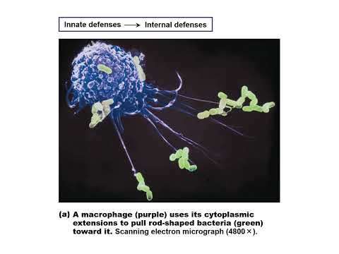 BIO 211 Immune System PPT Part A Recording