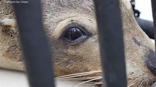 What to know about toxic algae bloom killing marine life in Southern California
