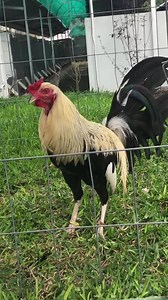 72 reactions | ⚠️⚠️Gratis!! Freee!⚠️⚠️ Giro CB Genetica Manolo torres Hermoso pollo de 9 Meses Ligero detalle estetico Se va Gratis si adquieres un Trio o dos parejas Dale Like a la pagina para que te lleguen publicaciones, comparte WhatsApp 4451074011 | Rancho Alexandria | Facebook