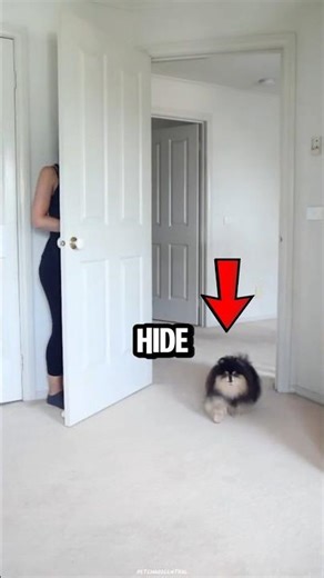 Dogs Love Playing Hide and Seek😂🐶 #shorts #dogs #pets