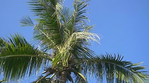 Free stock video - Pan across a palm tree