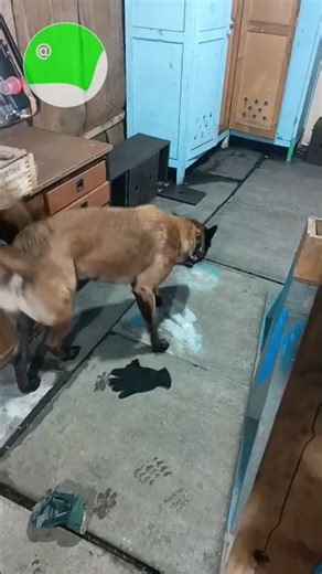 Raspberry Archik makes a selection