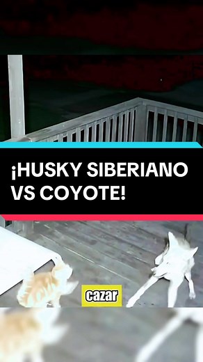 Husky Siberiano vs Coyote - Epic Battle of Predators
